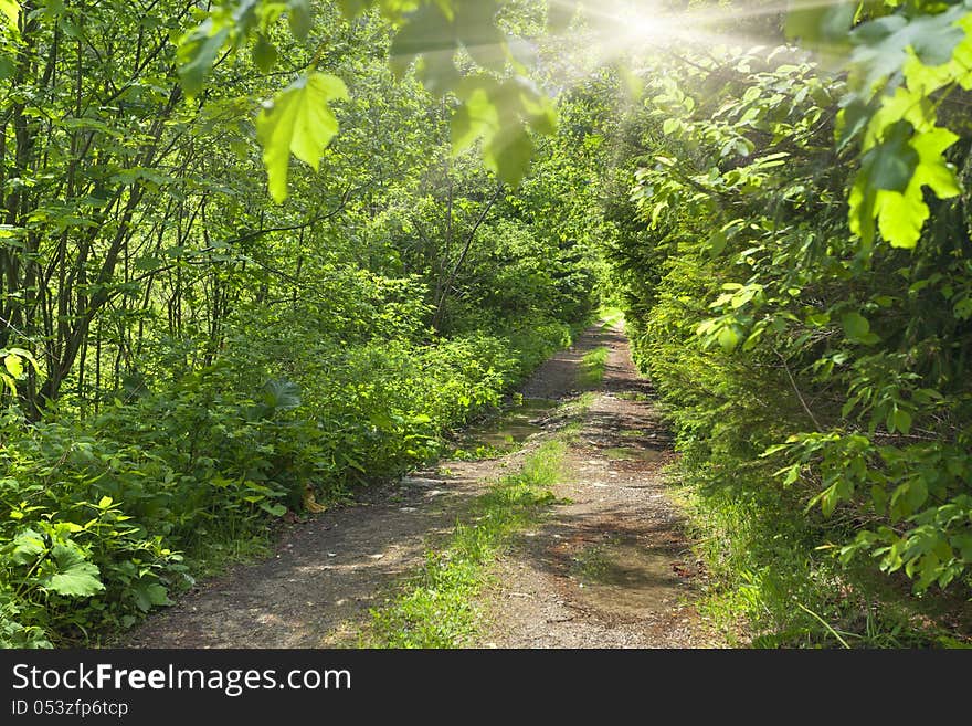 Road in summer forest among fresh green leaves