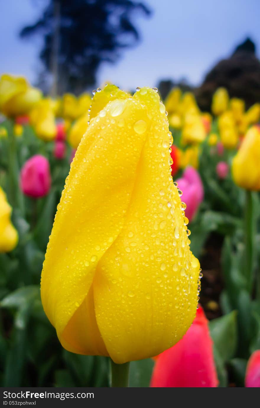 Yellow tulips in blue sky