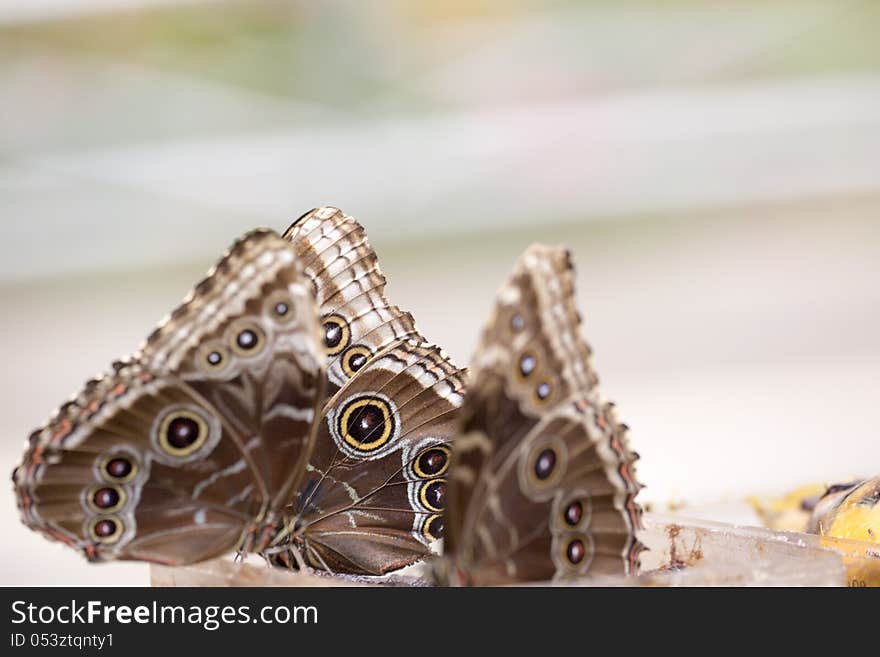 Morpho Butterfly on Reed