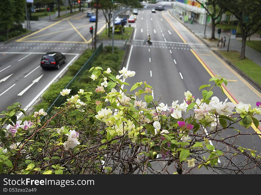 Scenic flowers of blooming bush over famous Hill street in Singapore; focus on flowers. Scenic flowers of blooming bush over famous Hill street in Singapore; focus on flowers