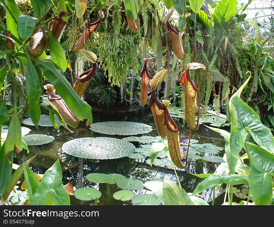 A closeup view at carnivorous plants, Queen's Mary Botanical Garden. A closeup view at carnivorous plants, Queen's Mary Botanical Garden