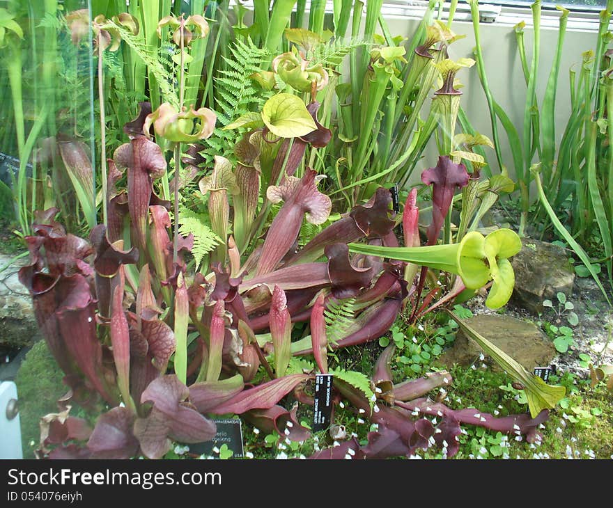 Carnivorous Plants Closeup