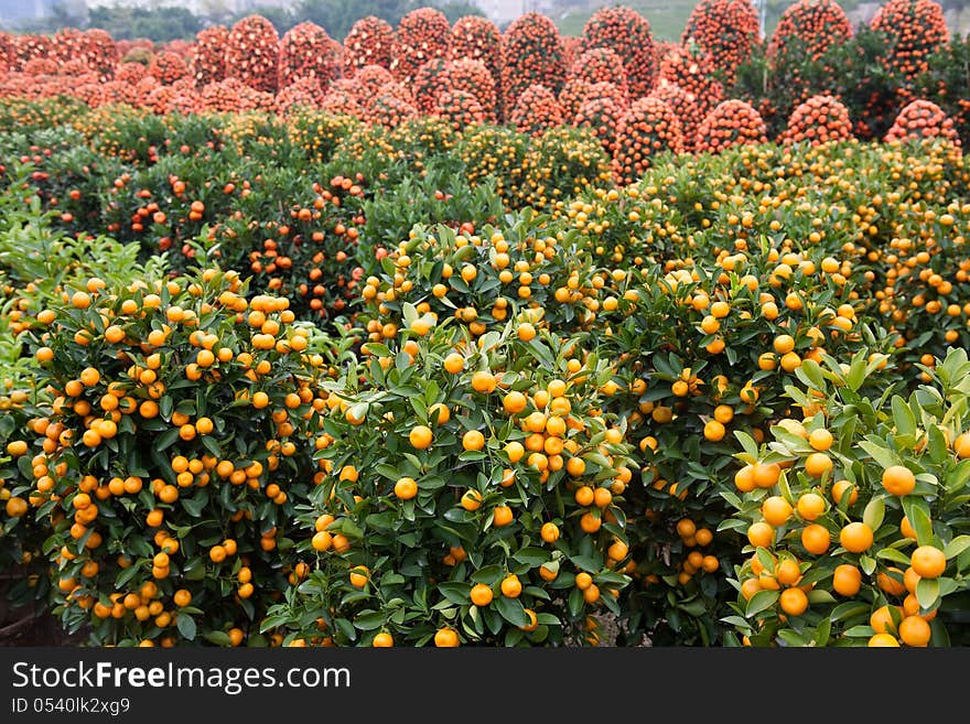 Many Citru trees in Chinese new year flower market