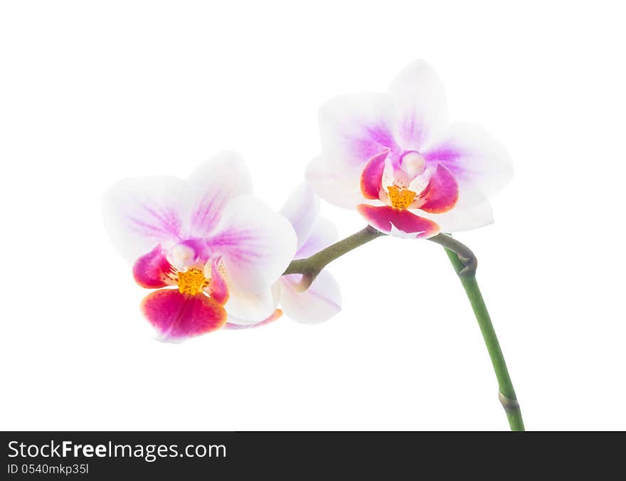 Orchid isolated on white, closeup