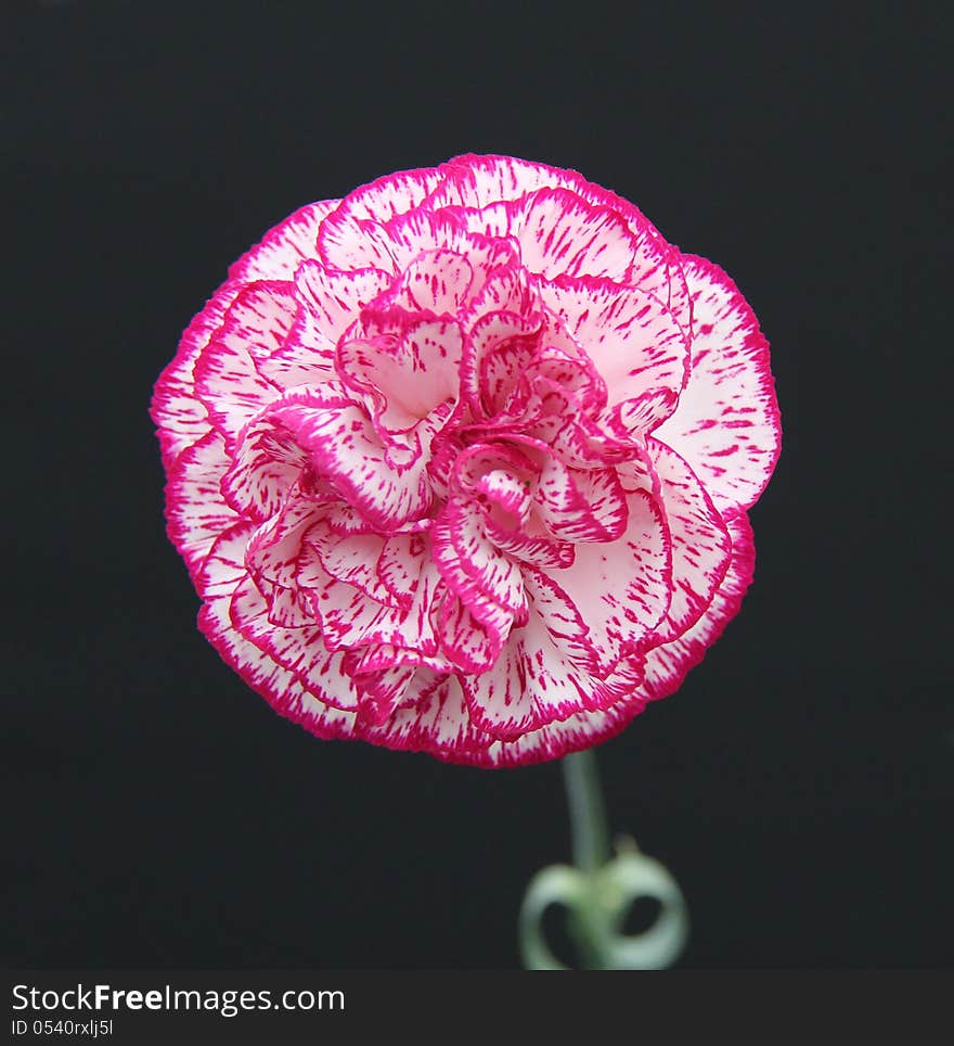 A Beautiful Pink and White Carnation Flower.