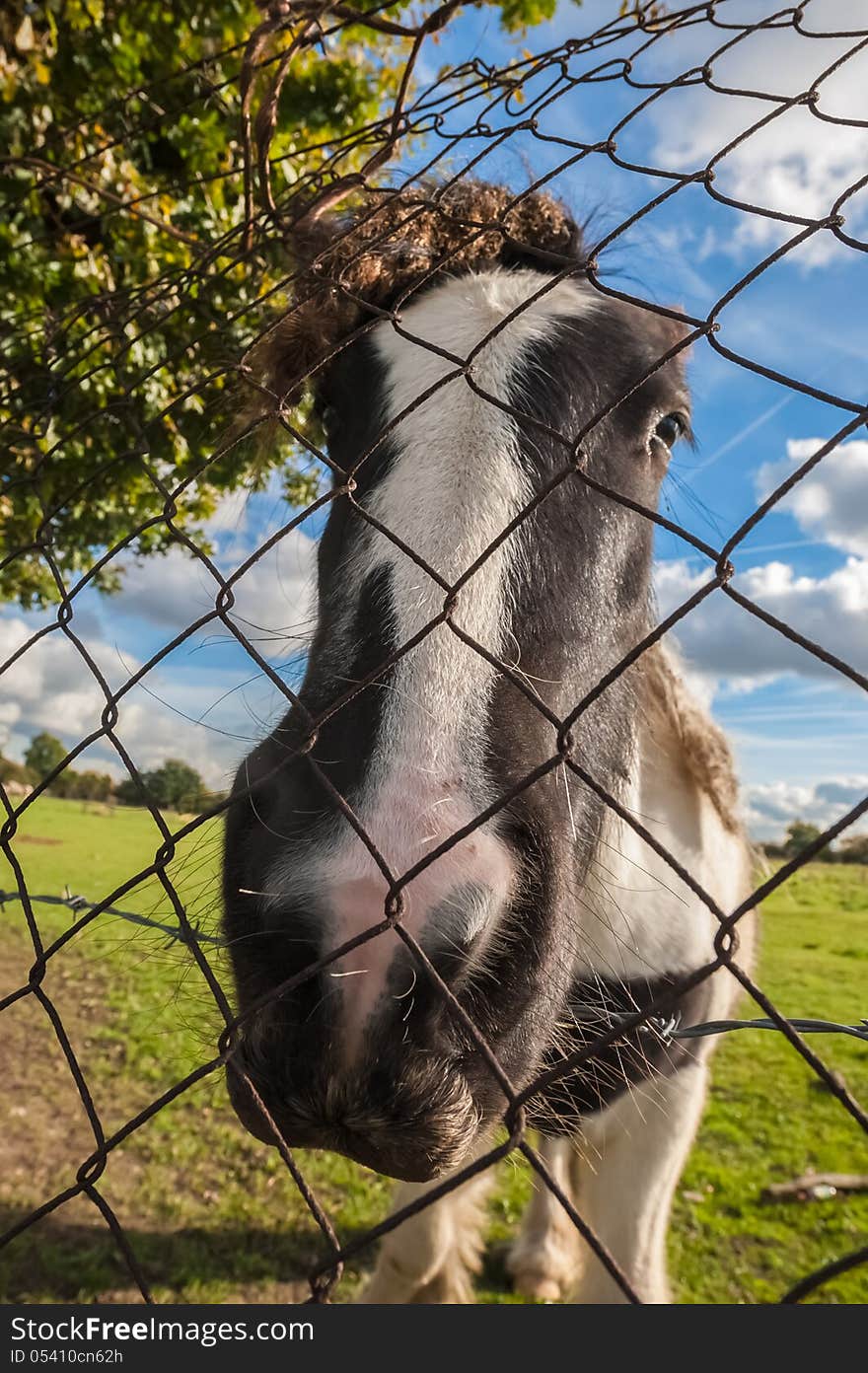 Distorted head of a pony behind wire fencing