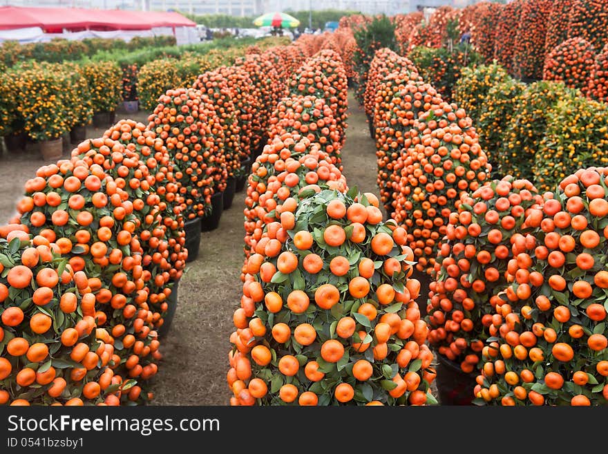 Many Chinese new year plant-citrus fruit and mandarin orange in flower market. Many Chinese new year plant-citrus fruit and mandarin orange in flower market