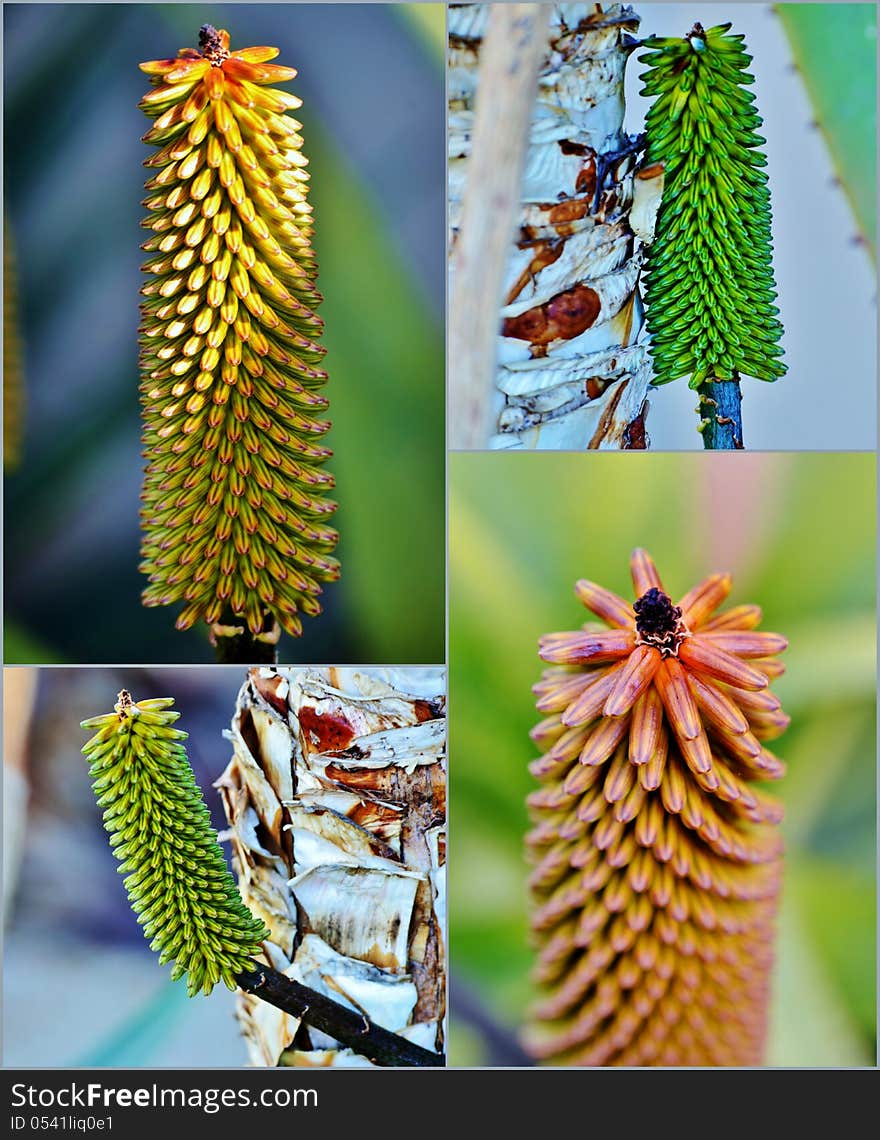 Aloe vera flower buds