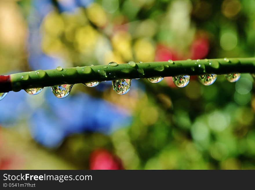 Close up of bamboo grass with rain drops. Close up of bamboo grass with rain drops