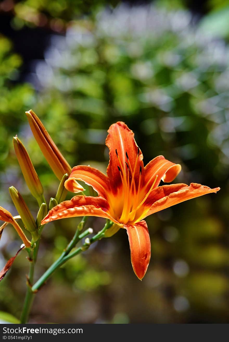 Close up of lily blossom in bright sunlight