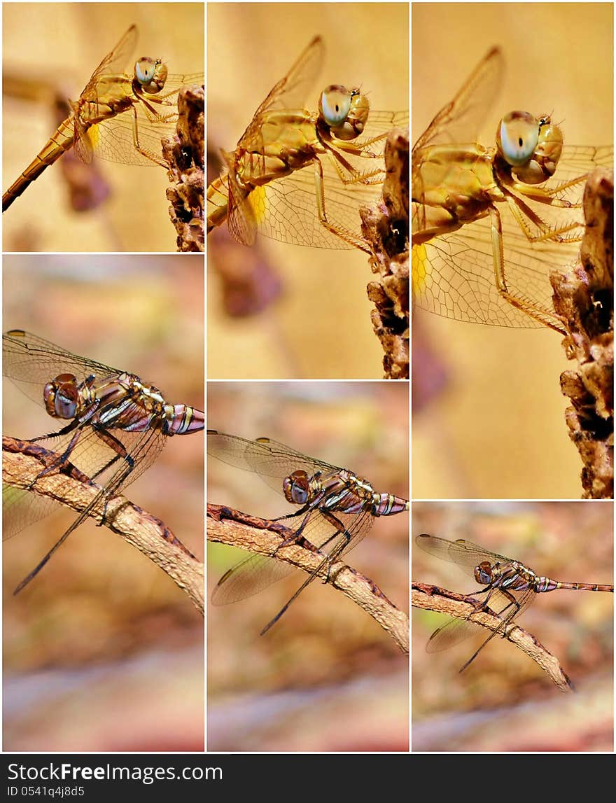 Collage of Dragonfly on Lavender