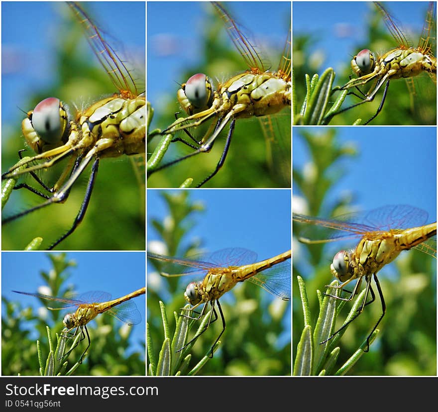 Collage of Dragonfly on Lavender