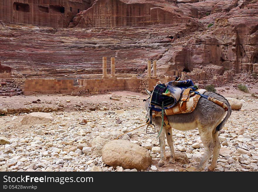 Donkey in Petra.