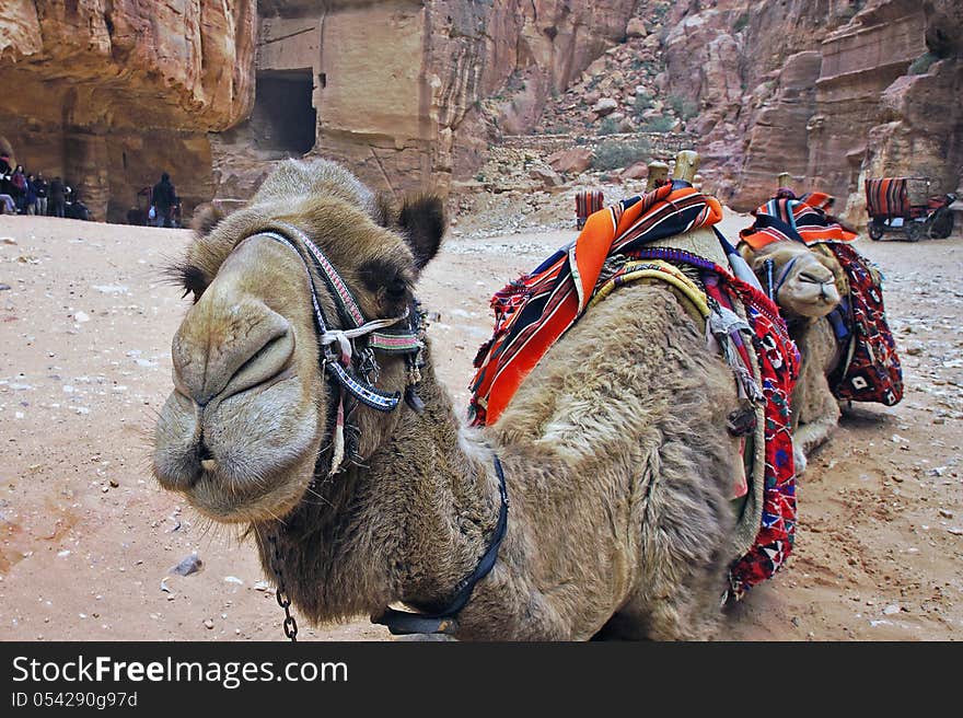 Camels In Petra.