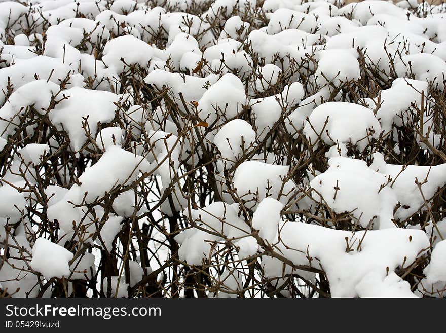 Winter background. branches in the snow.