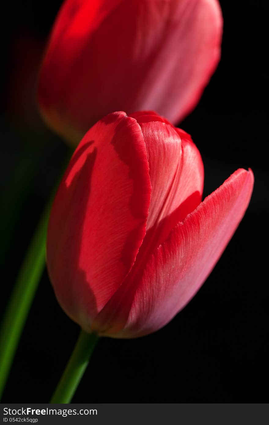 Two Red Tulip, Close Up