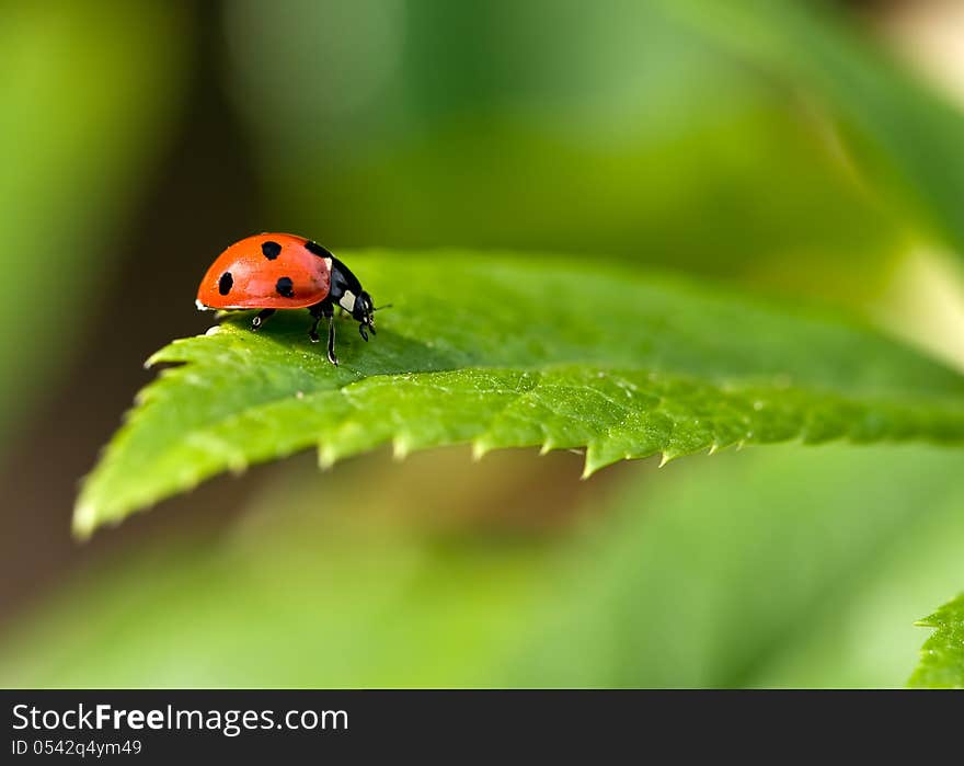 7 Spot Red Ladybird