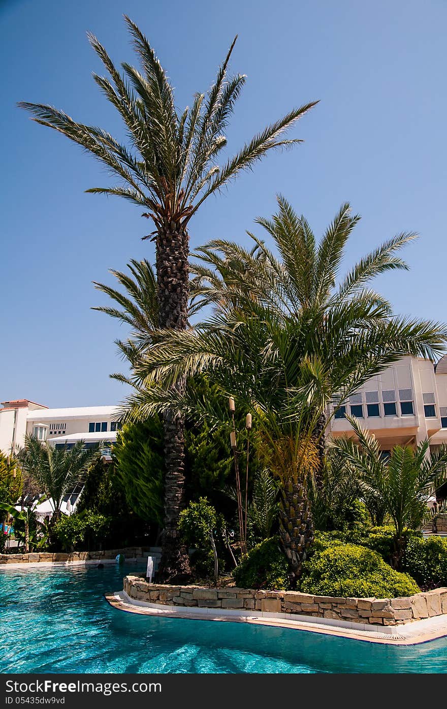 Pool with palm trees