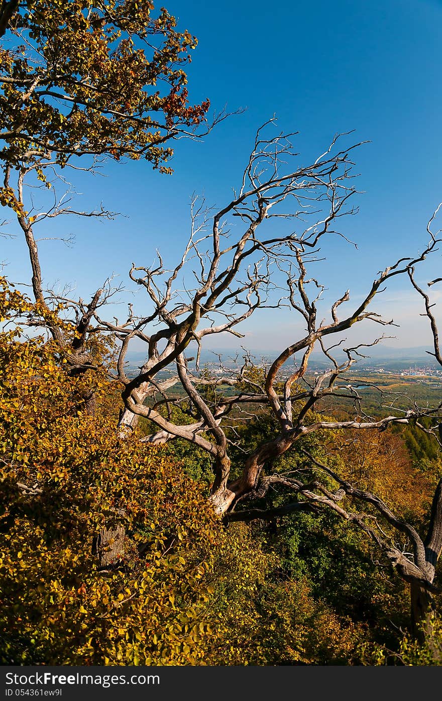 Dry tree