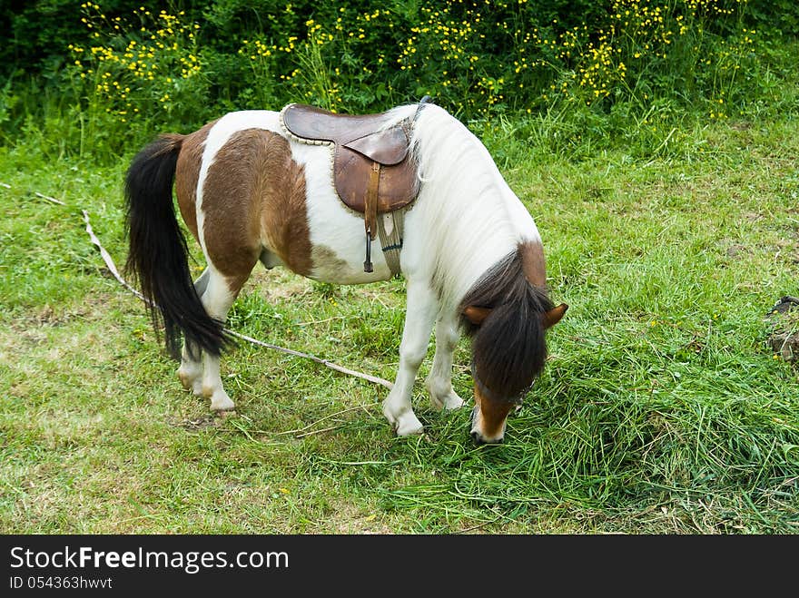 Pony standing on the green grass