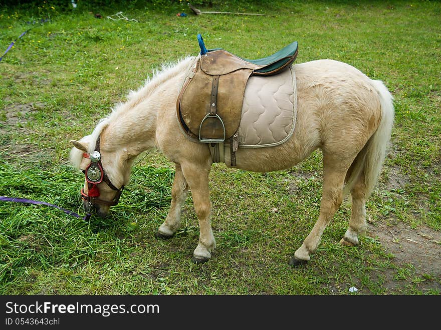 Pony standing on the green grass