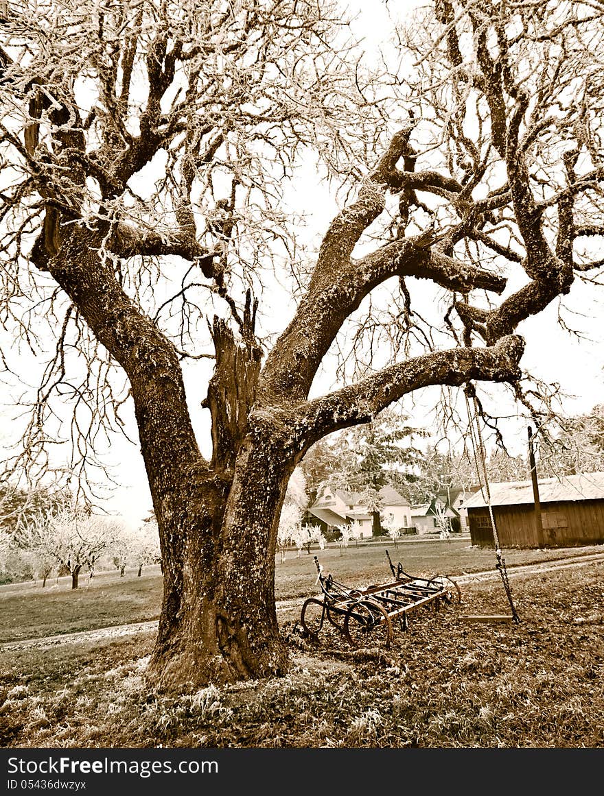 Large Tree on Country Farm in Sepia Tones