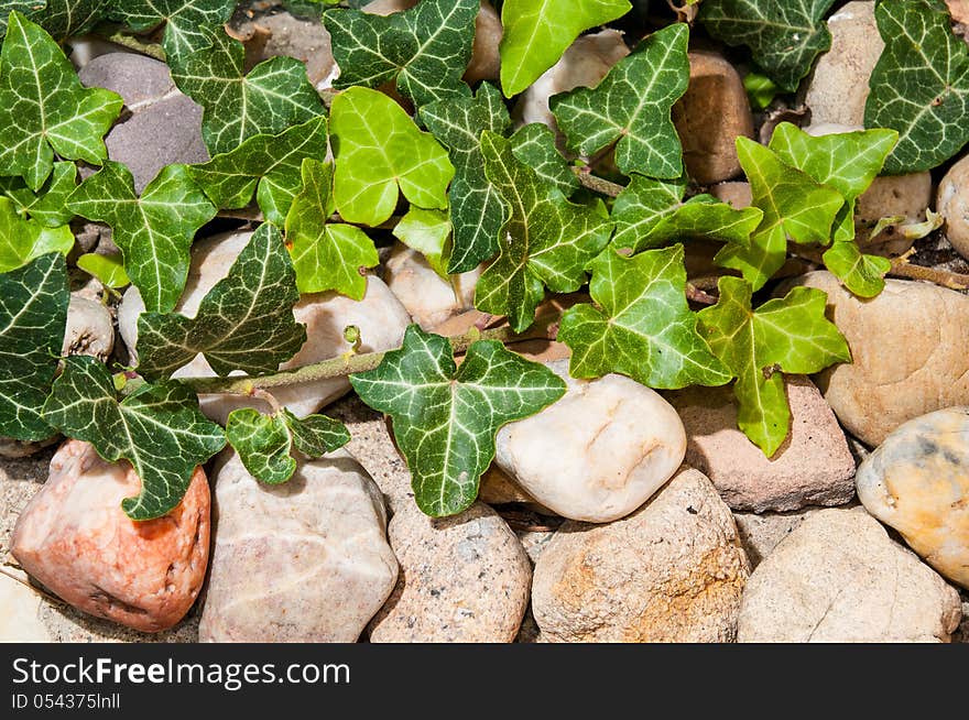 Ivy on the stones with young leaves