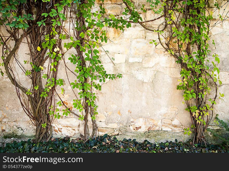 Green plant on the stone wall