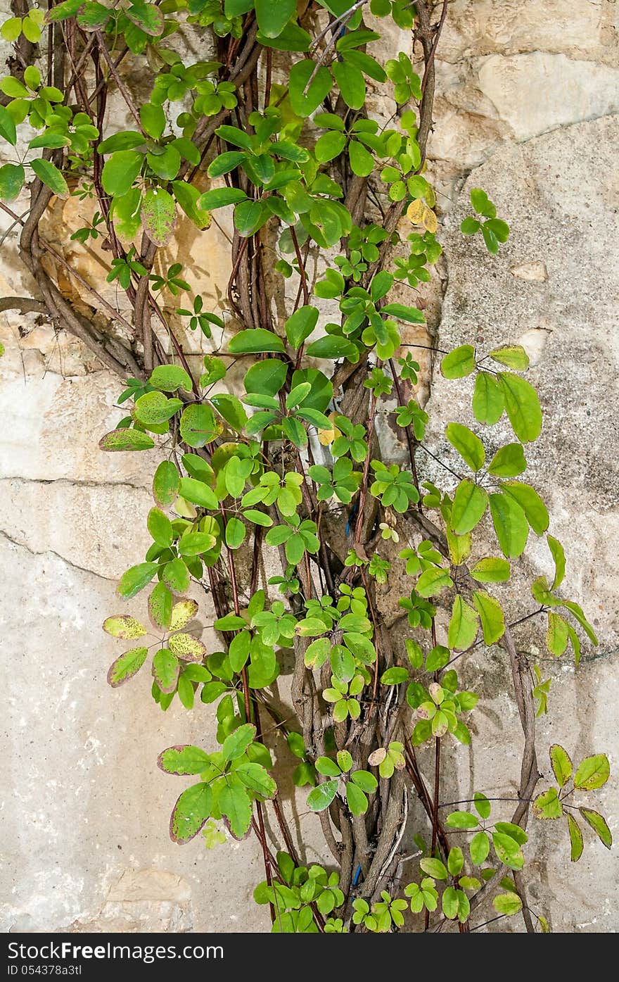 Green plant on the stone wall