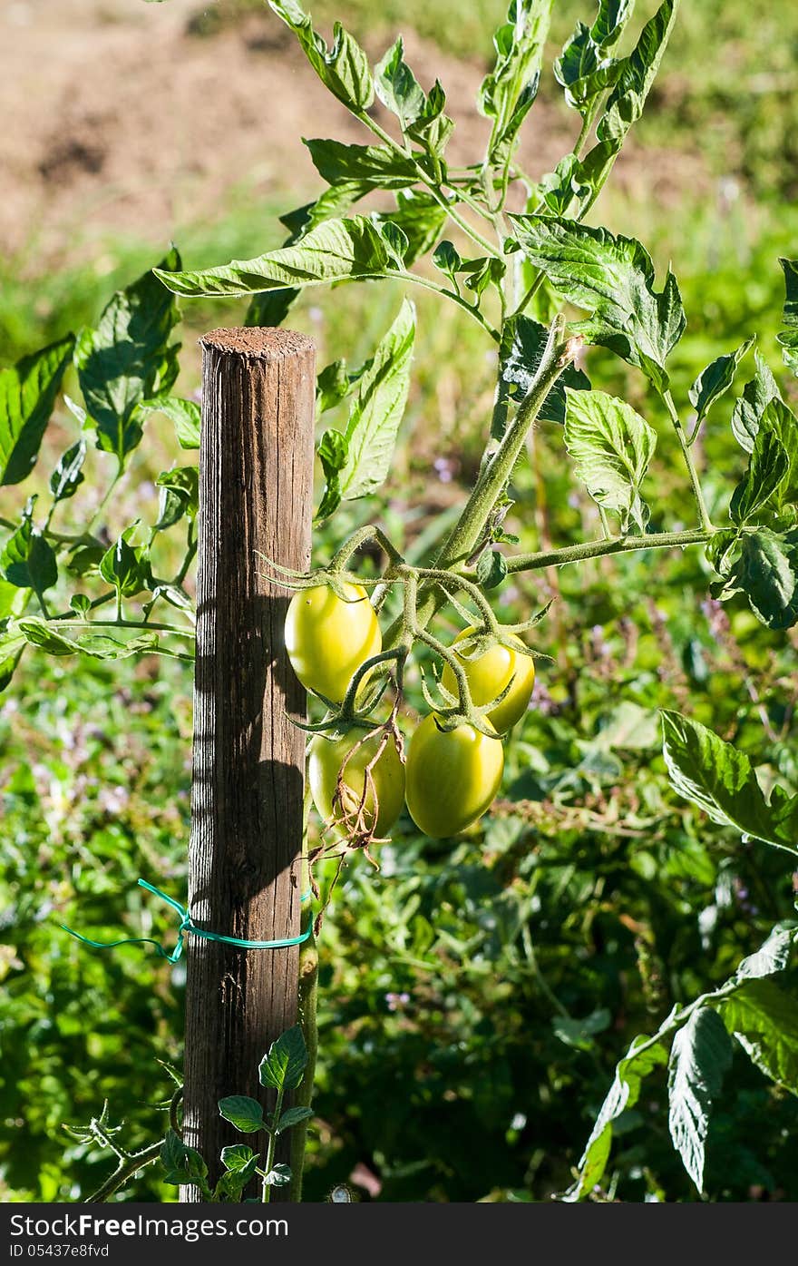 Tomatoes