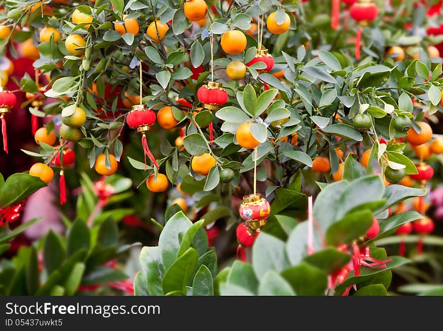 Close-up of the Spring Festival citru trees with many red lantern