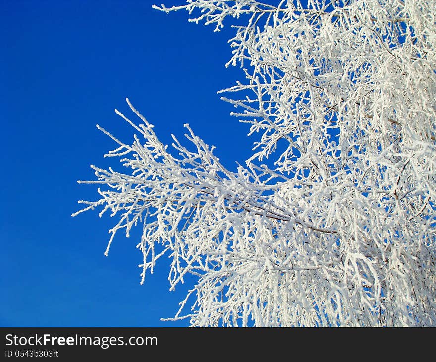 The Frost is on the branches of a tree. The Frost is on the branches of a tree