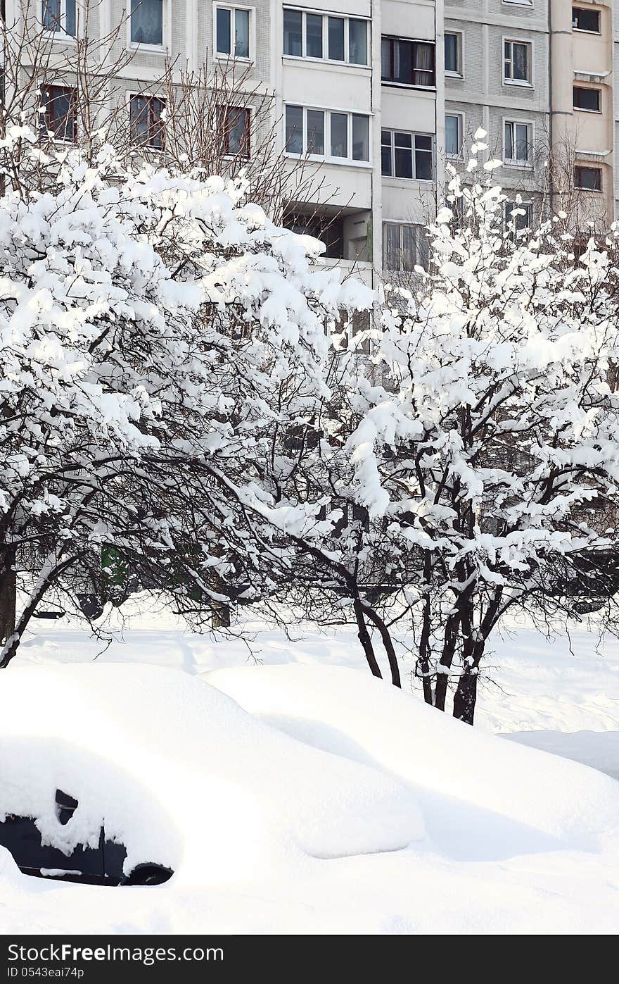 In a city after a snowfall the thick snow carpet covers the earth,cars and plants. In a city after a snowfall the thick snow carpet covers the earth,cars and plants.