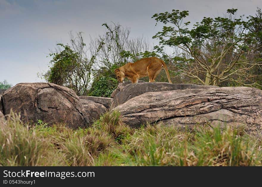 Lioness