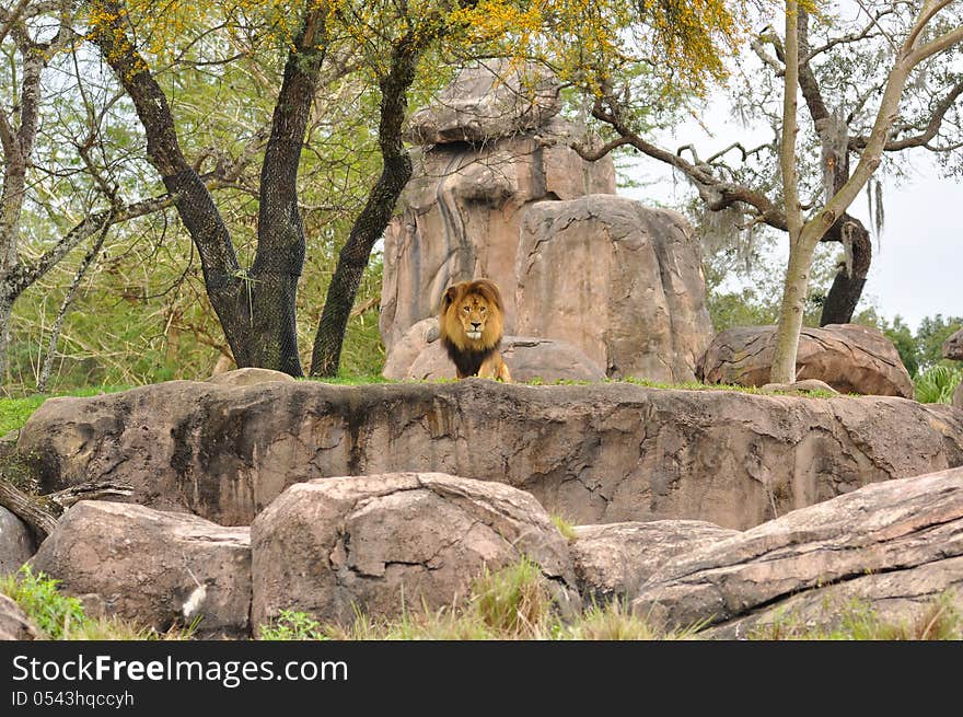 Large Male Lion climbing on rocks