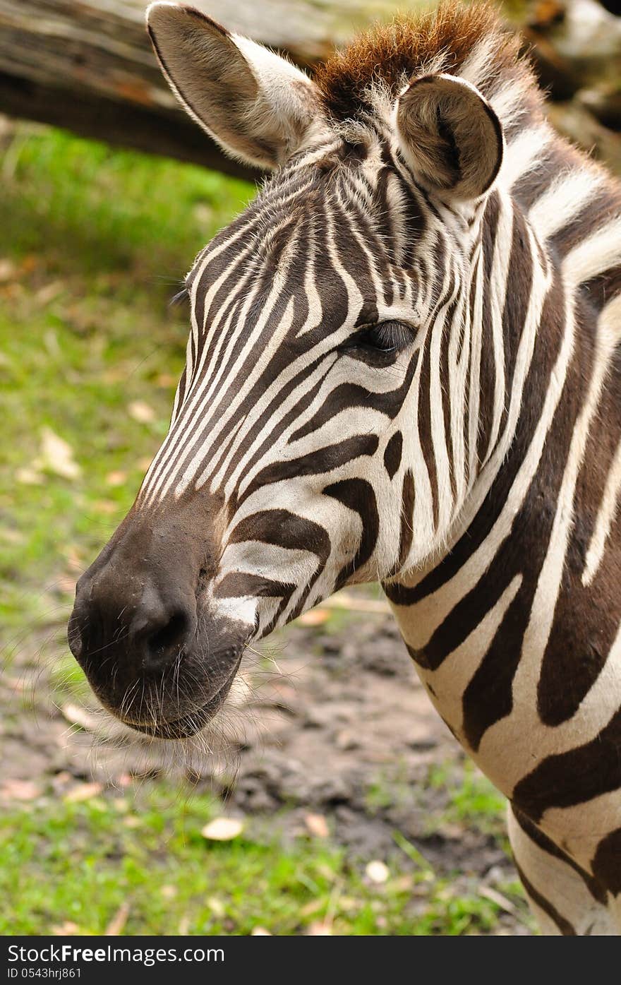 Zebra