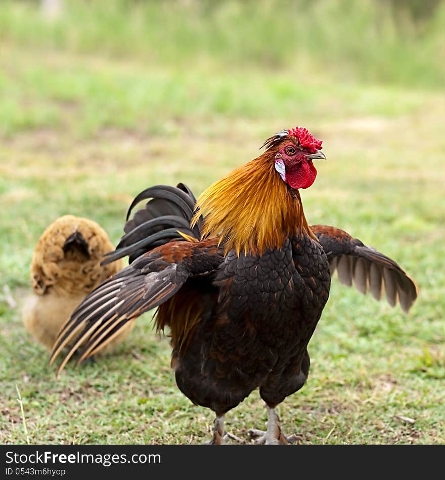 Cockerel male bantam rooster on guard protects female hen looking for food on grassy farm land. Cockerel male bantam rooster on guard protects female hen looking for food on grassy farm land