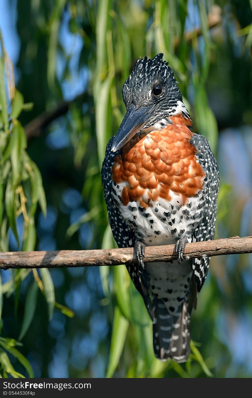 Giant Kingfisher on branch in afternoon sun