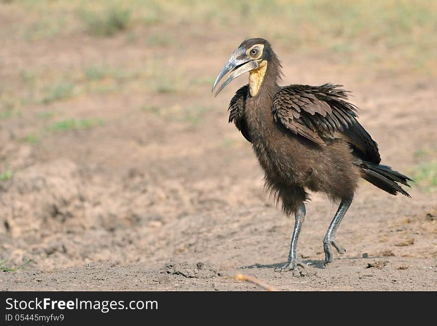 Juvenile Ground Hornbill in Kruger National Park