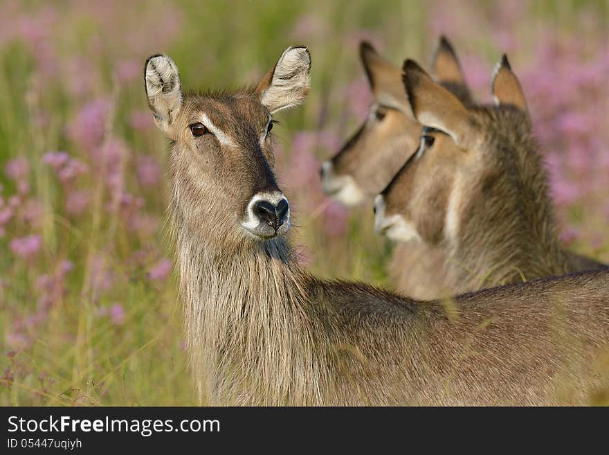 Waterbuck group staring in nature reserve