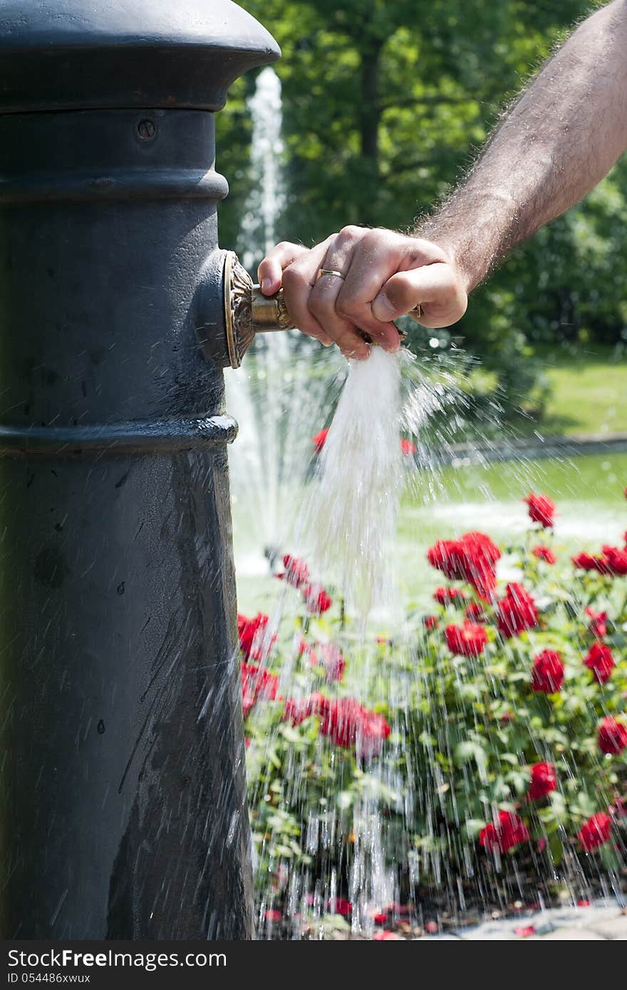 A male hand on a tap of a street water fountain with running water and a rose garden or a park in the background.