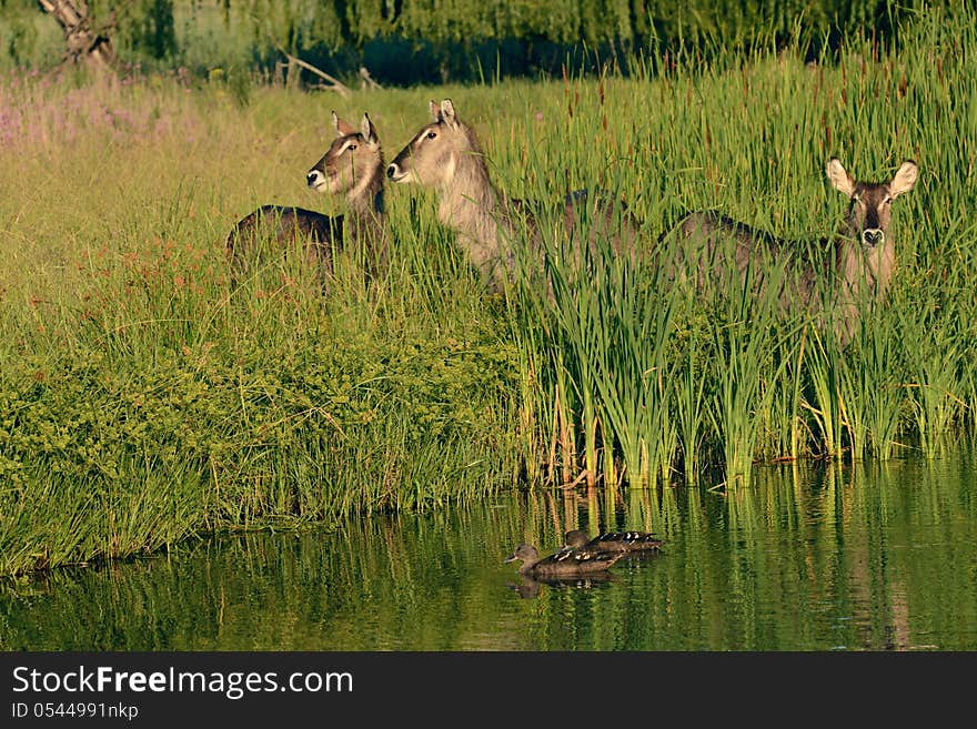 Waterbuck group staring at water in nature reserve