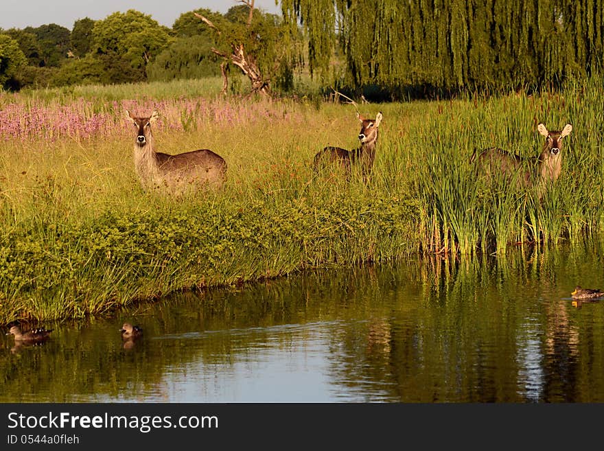 Waterbuck group staring at water in nature reserve