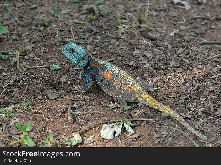 Lizard in Kruger National Park South Africa