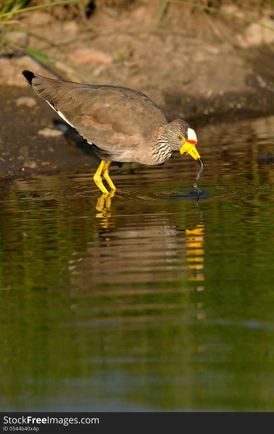 African Wattled lapwing drinking water