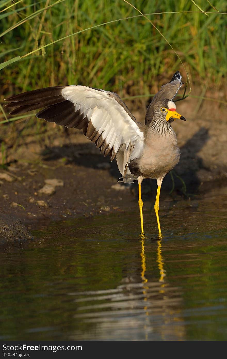 African Wattled lapwing clapping wings