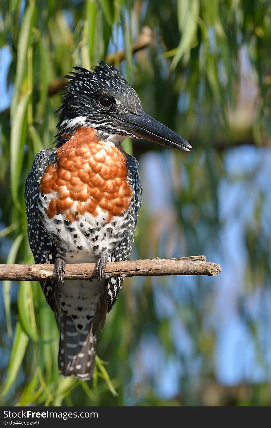 Giant Kingfisher on branch in afternoon sun