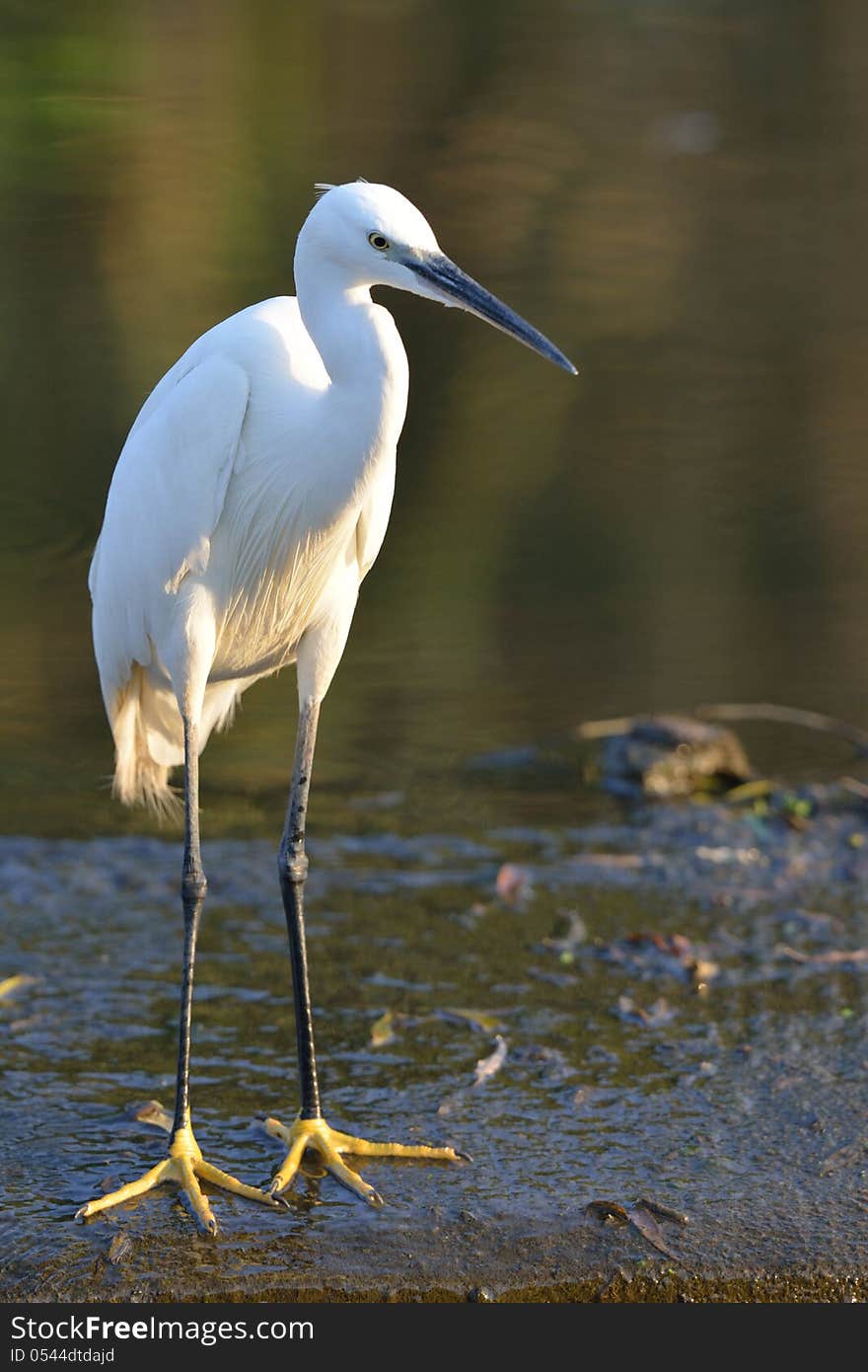 Little Egret at waterhole staring