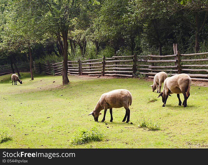 Sheep grazing on a green enclosed pasture.