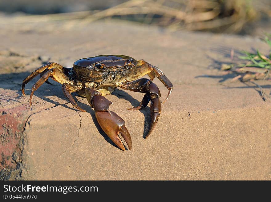 Crab in sun on dam wall